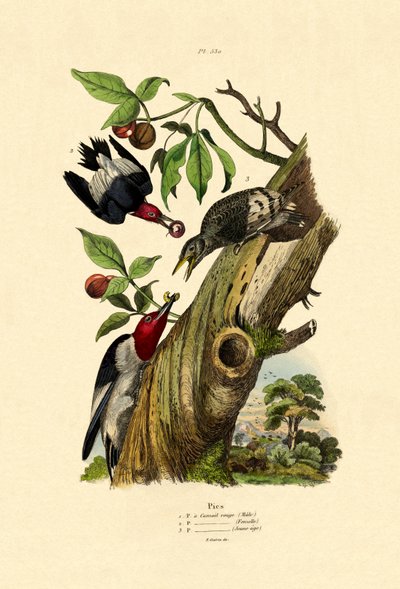 Red-headed Woodpecker by French School